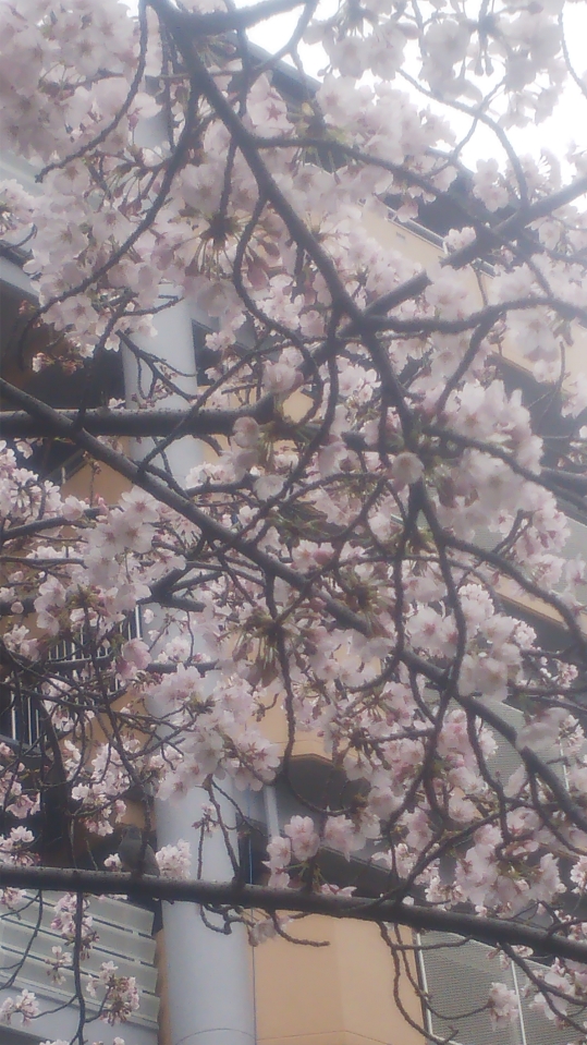 f:id:izumiCNZ:20200329171454j:plain