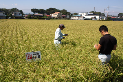 泉橋酒造（株）　山田錦