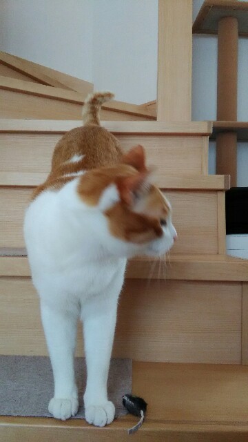 f:id:izumihudousan2007:20170329085328j:image