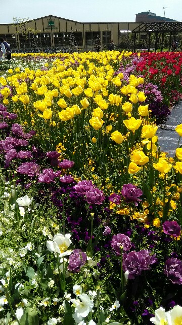 f:id:izumihudousan2007:20170507223613j:image