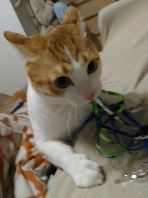 f:id:izumihudousan2007:20171205064724j:image