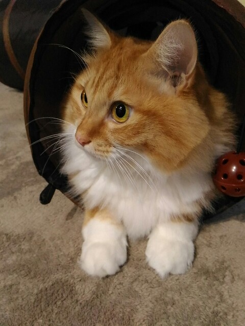 f:id:izumihudousan2007:20171205065127j:image
