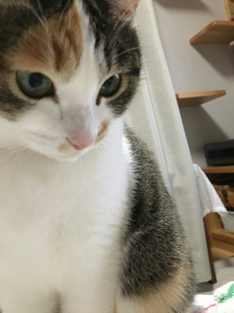 f:id:izumihudousan2007:20180213165143j:image