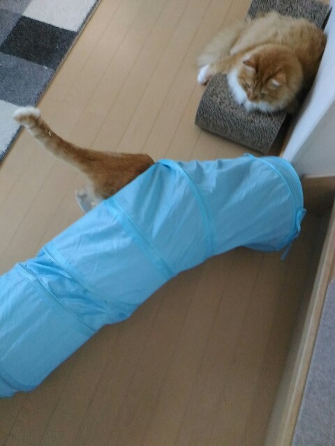 f:id:izumihudousan2007:20180920131428j:image