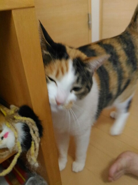f:id:izumihudousan2007:20181020131300j:image f:id:izumihudousan2007:20181020131300j:image