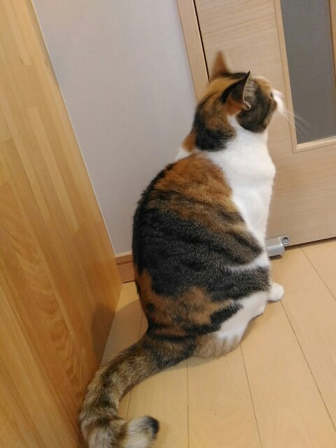 f:id:izumihudousan2007:20181020131501j:image f:id:izumihudousan2007:20181020131501j:image