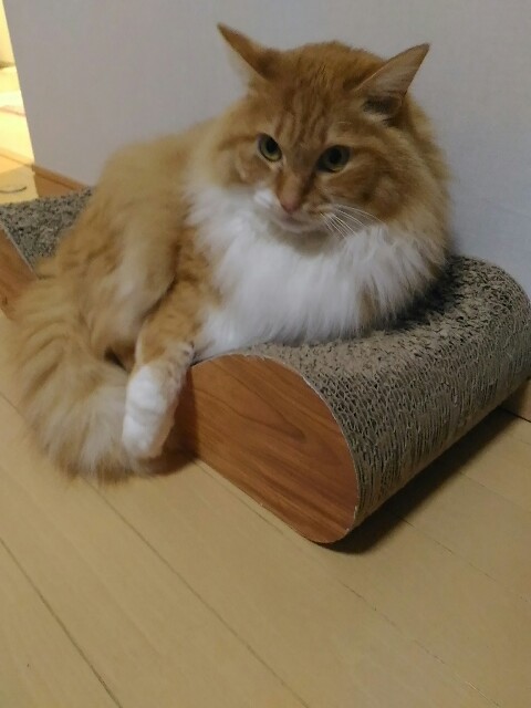 f:id:izumihudousan2007:20190119082452j:image
