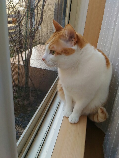 f:id:izumihudousan2007:20190224213640j:image f:id:izumihudousan2007:20190224213640j:image