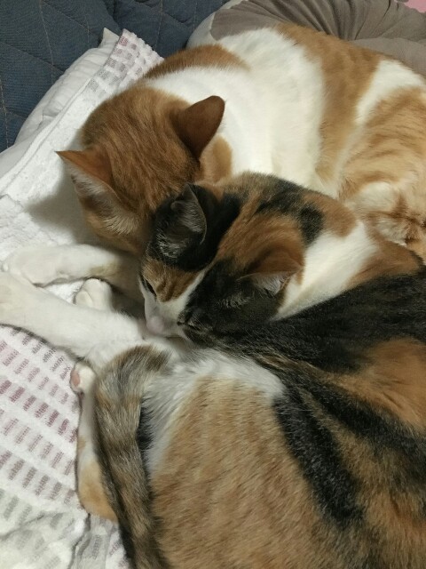 f:id:izumihudousan2007:20190224215858j:image f:id:izumihudousan2007:20190224215858j:image