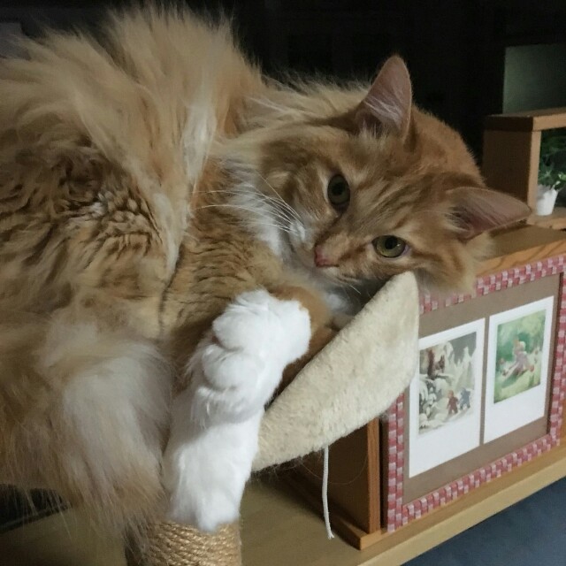 f:id:izumihudousan2007:20190224215950j:image f:id:izumihudousan2007:20190224215950j:image