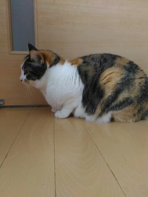 f:id:izumihudousan2007:20190417082029j:image