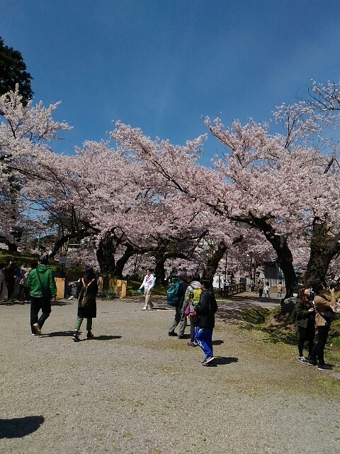 f:id:izumihudousan2007:20190422052602j:image