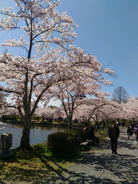 f:id:izumihudousan2007:20190422052719j:image