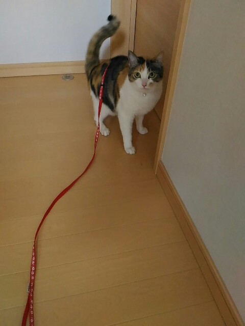 f:id:izumihudousan2007:20190706065016j:image
