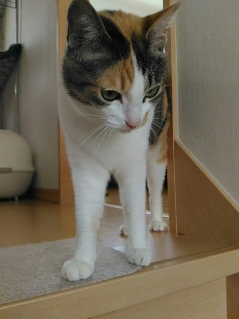 f:id:izumihudousan2007:20190721074326j:image f:id:izumihudousan2007:20190721074326j:image