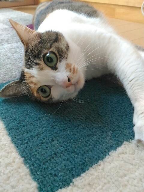 f:id:izumihudousan2007:20190801063710j:image f:id:izumihudousan2007:20190801063710j:image