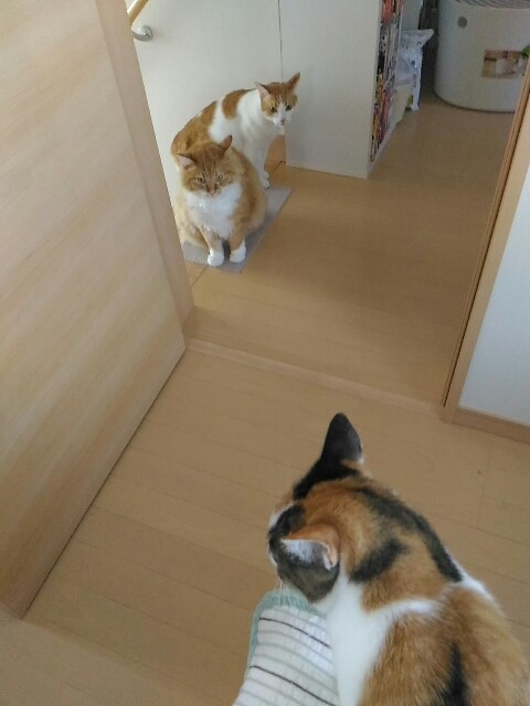 f:id:izumihudousan2007:20190801064146j:image f:id:izumihudousan2007:20190801064146j:image