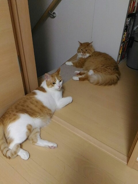 f:id:izumihudousan2007:20190818082208j:image