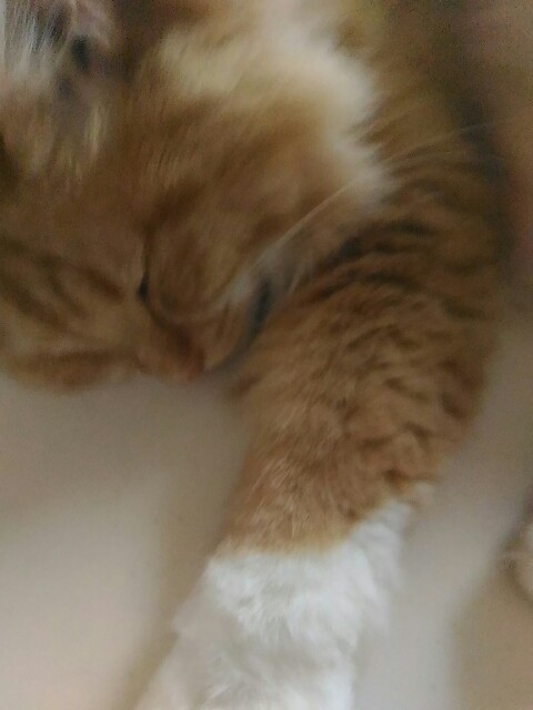 f:id:izumihudousan2007:20190820064406j:image