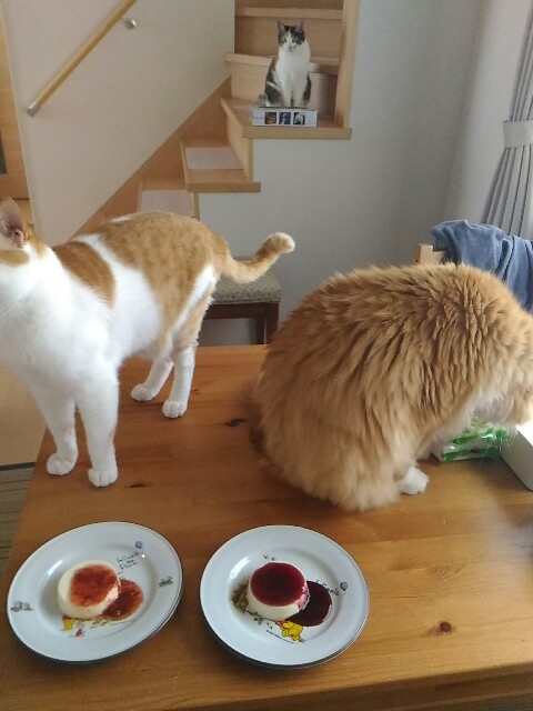 f:id:izumihudousan2007:20190827063412j:image f:id:izumihudousan2007:20190827063412j:image