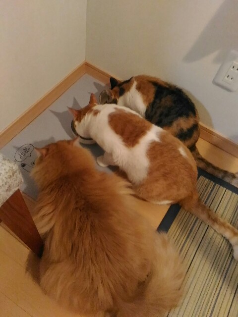 f:id:izumihudousan2007:20190829064632j:image