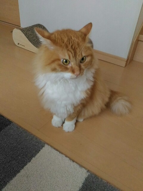 f:id:izumihudousan2007:20190829064701j:image