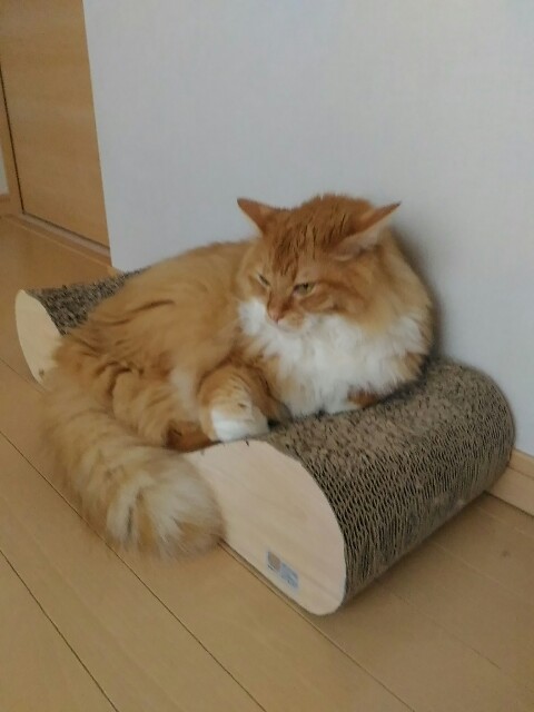 f:id:izumihudousan2007:20190829064737j:image