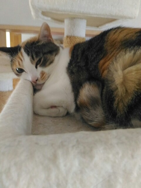 f:id:izumihudousan2007:20190829064807j:image