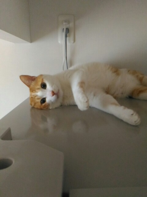 f:id:izumihudousan2007:20190829064839j:image