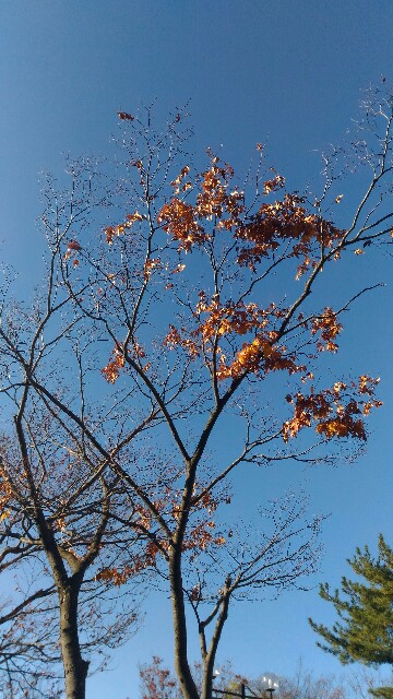 f:id:izumihudousan2007:20191113151145j:image