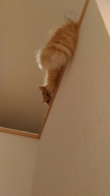 f:id:izumihudousan2007:20191205081836j:image f:id:izumihudousan2007:20191205081836j:image