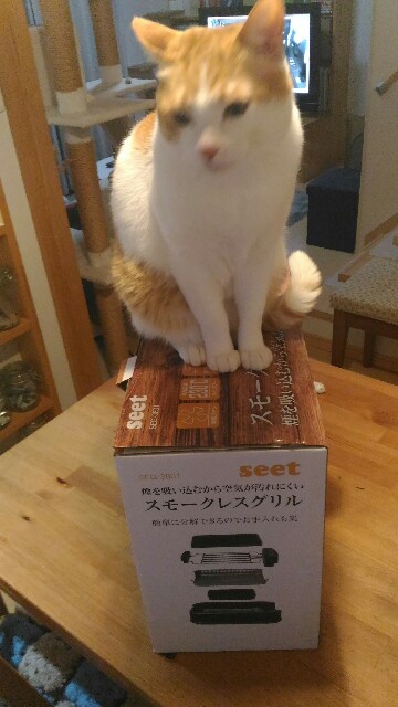 f:id:izumihudousan2007:20191226064228j:image f:id:izumihudousan2007:20191226064228j:image