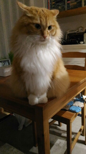 f:id:izumihudousan2007:20191227063636j:image