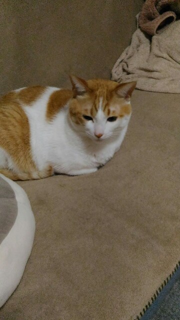 f:id:izumihudousan2007:20191227063648j:image