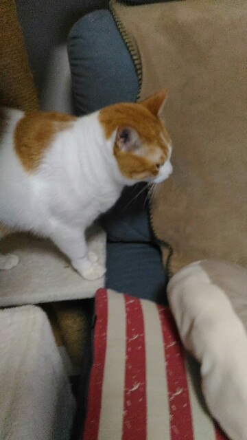 f:id:izumihudousan2007:20191227063658j:image