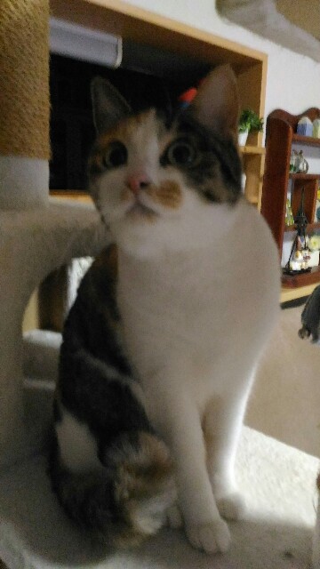 f:id:izumihudousan2007:20191227070246j:image