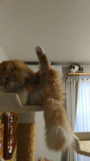 f:id:izumihudousan2007:20191227070314j:image