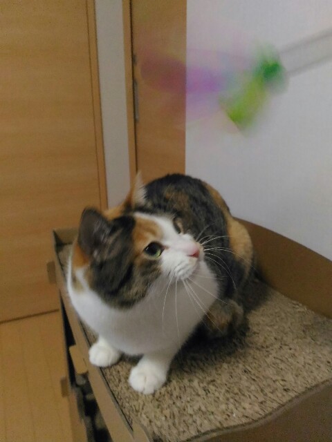 f:id:izumihudousan2007:20200219063905j:image f:id:izumihudousan2007:20200219063905j:image