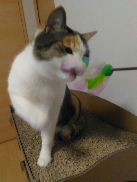 f:id:izumihudousan2007:20200219064021j:image f:id:izumihudousan2007:20200219064021j:image