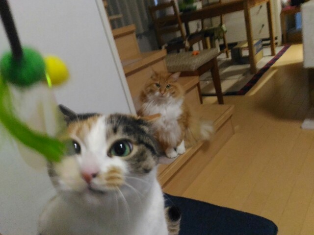 f:id:izumihudousan2007:20200219064408j:image f:id:izumihudousan2007:20200219064408j:image