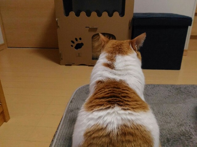 f:id:izumihudousan2007:20200420040727j:image f:id:izumihudousan2007:20200420040727j:image