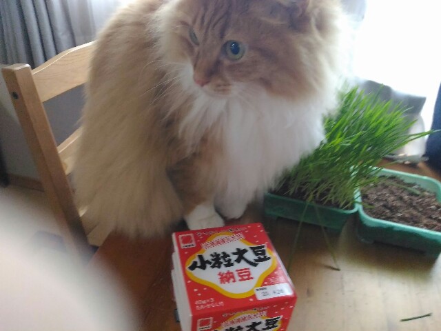 f:id:izumihudousan2007:20200421052233j:image f:id:izumihudousan2007:20200421052233j:image