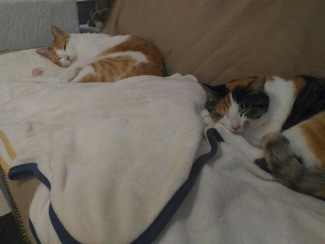 f:id:izumihudousan2007:20200422064853j:image f:id:izumihudousan2007:20200422064853j:image