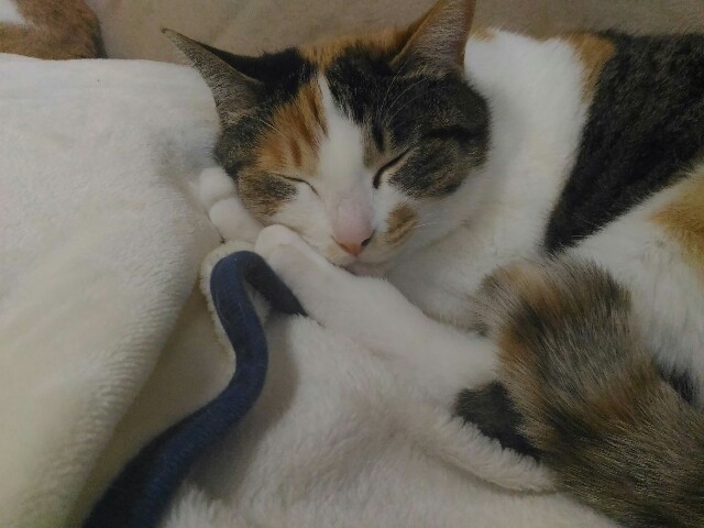 f:id:izumihudousan2007:20200422064922j:image f:id:izumihudousan2007:20200422064922j:image