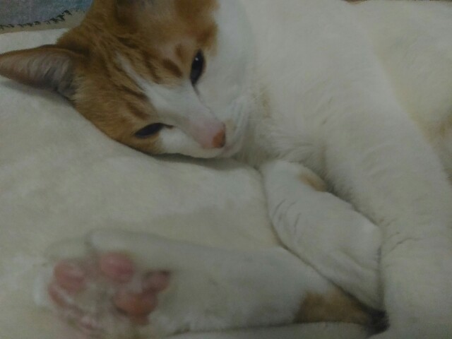 f:id:izumihudousan2007:20200422064956j:image f:id:izumihudousan2007:20200422064956j:image