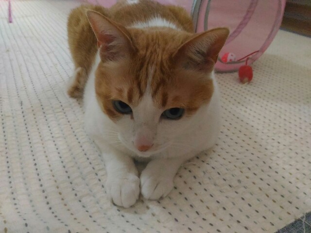 f:id:izumihudousan2007:20200601070704j:image f:id:izumihudousan2007:20200601070704j:image