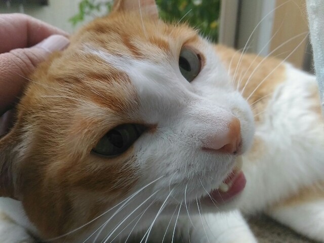f:id:izumihudousan2007:20200701062526j:image f:id:izumihudousan2007:20200701062526j:image