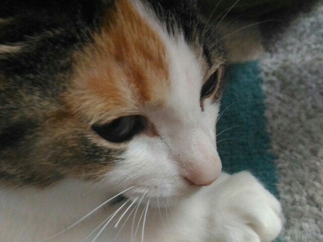 f:id:izumihudousan2007:20200701062730j:image f:id:izumihudousan2007:20200701062730j:image