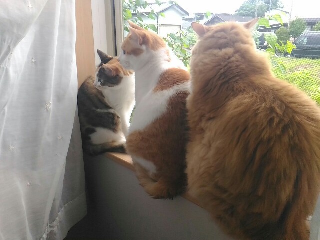 f:id:izumihudousan2007:20200715062923j:image