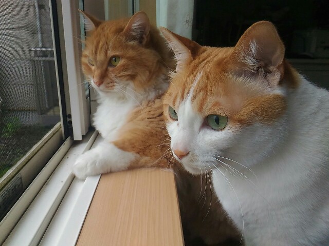 f:id:izumihudousan2007:20200715062948j:image